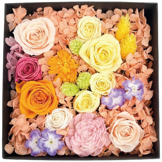 �v���U�[�u�h�t�����[ �W�����_���E�t���� 2026-pr-tr-op�i�g���s�J���j �摜1