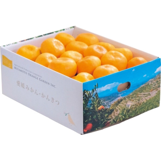 ���Q�����F�a�Y ���B�݂���i3kg�j �摜1