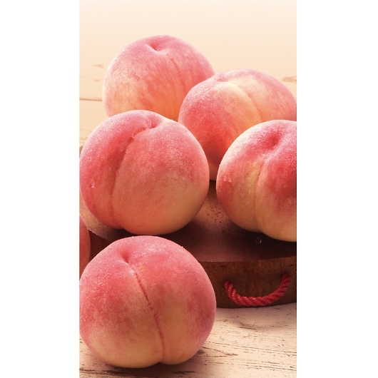 �R�����Y�̓� 26308 [�Y���i] �摜2