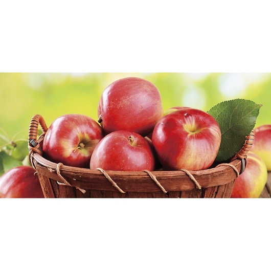 _Cʉ 쌧Y Tӂ RA-45RW 摜2