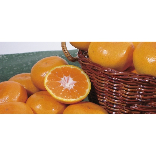 _Cʉ a̎RY cM݂ TMM-50RW 摜2