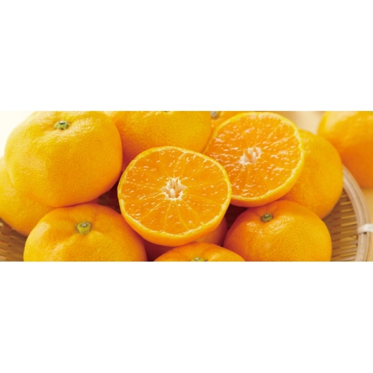 ÉY OP݂ STCY 3kg YO-430 摜2