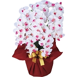 �A�[�e�B�t�B�V�����t�����[ ��� 5�{���Ӓ��� �z���C�g�r���[�e�B�[ ncr-24019-5-wb