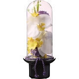 �v���} �K���X�h�[���̋��� �Ӓ����i���ԁj PRSY-0132