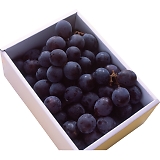 ���쌧�Y�햳������ YO-729 [�Y���i]